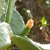 Plants: image 106 Of 117 Thumb